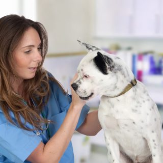 Veterinário funchal