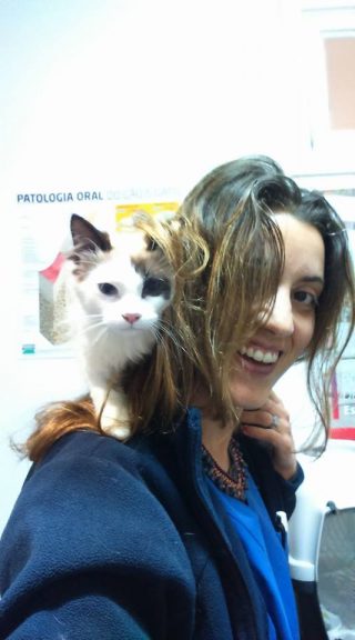Veterinarios madeira