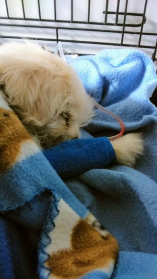 Domicilios clinica veterinaria