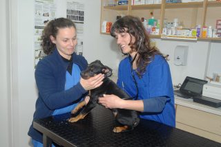 veterinários domicilio madeira