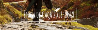 veterinário madeira