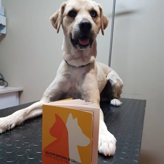 boletimsanitario_clinica veterinária ilha da madeira_