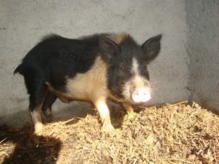 Porco veterinarios madeira
