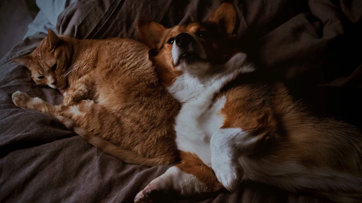 cao-e-gato-1200x674.jpg
